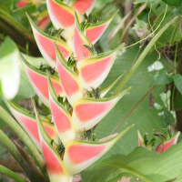 heliconia_wagneriana2md