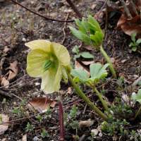 helleborus_odorus2md