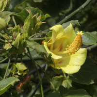 hibiscus_columnaris2md