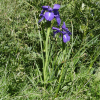 Iris latifolia (Iris des Pyrénées, Iris à larges feuilles)