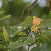 liriodendron_tulipifera4bd