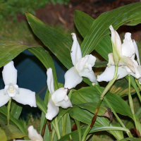 lycaste_skinneri_alba2bd