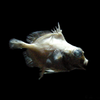 Neocyttus rhomboidalis (Doré austral)