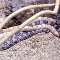 Pantherophis guttatus (Serpent des blés, Couleuvre à gouttelettes)