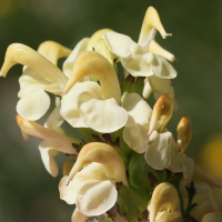 pedicularis_tuberosa2md