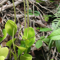 peperomia_obtusifolia2md