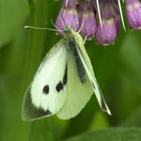 pieris_brassicae2bd