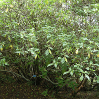 Pouzolsia laevigata (Bois de fièvre)
