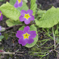 primula_vulgaris_rubra1md