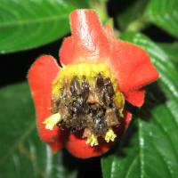 Psychotria poeppigiana (Lèvres chaudes, Labios de mujer, Labios de novia, Ladies lips, Hot lips)