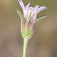 pterocephalus_plumosus2md