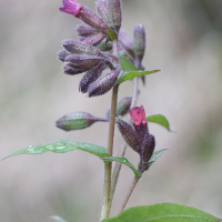 pulmonaria_affinis4md