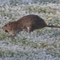 Rattus norvegicus (Surmulot, Rat des champs, Rat brun)