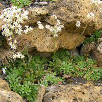 Saxifraga hostii (Saxifrage)