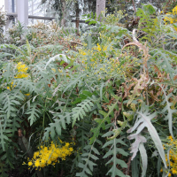 Sonchus palmensis (Laiteron de La Palma)