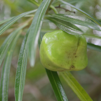 thevetia_peruviana4md (Cascabela thevetia)