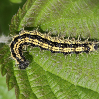 aglais_urticae_ch4md (Aglais urticae)