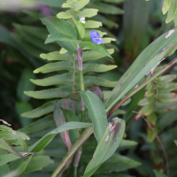 commelina_diffusa4md (Commelina diffusa)