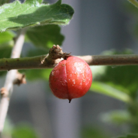 commiphora_africana3md (Commiphora africana)