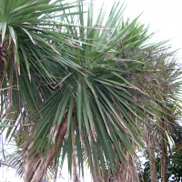 cordyline_australis2md (Cordyline australis)