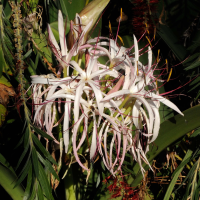 crinum_firmifolium3md