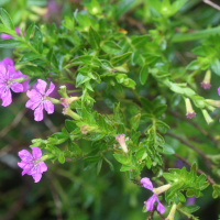 cuphea_hyssopifolia3md (Cuphea hyssopifolia)