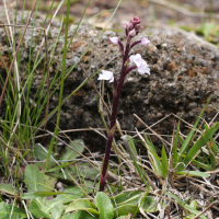 Cynorkis (Cynorchis) breviplectra (Cynorkis)