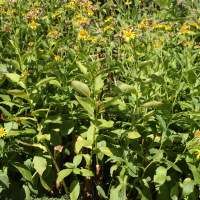 Doronicum corsicum (Doronic de Corse)