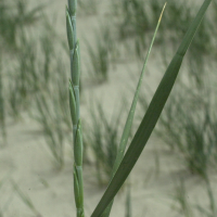 Elytrigia juncea ssp boreoatlantica (Chiendent des sables)