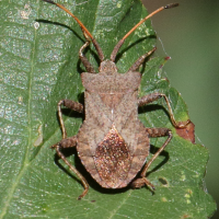 enoplops_scapha3bd (Enoplops scapha)