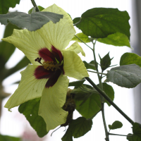 hibiscus_rockii2bd