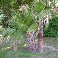 Livistona chinensis (Palmier éventail chinois, Latanier de Chine)