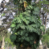 monstera_deliciosa8md