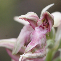 orchis_coriophora_fragrans3md (Anacamptis fragrans)