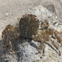 Pachygrapsus marmoratus (Crabe marbré)