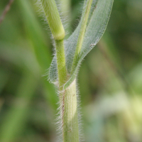 panicum_miliaceum2bmd