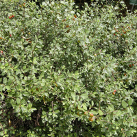 Prunus prostrata (Cerisier prostré)