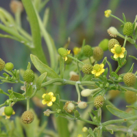 ranunculus_sceleratus5bd