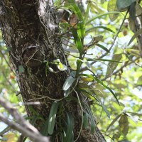 Acampe pachyglossa (Orchidée)