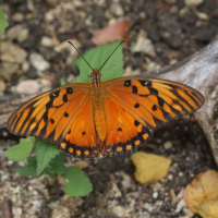 agraulis_vanillae_insularis3md (Agraulis vanillae ssp. insularis)