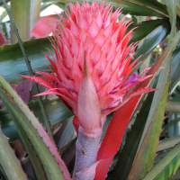 ananas_comosus7md (Ananas comosus)