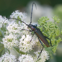 aromia_moschata4bd (Aromia moschata)