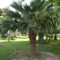 Brahea edulis (Palmier de Guadalupe)