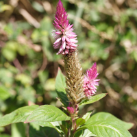 Celosia_argentea (Celosia argentea)