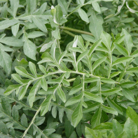 centaurea_dealbata2md