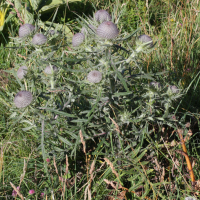 cirsium_eriophorum4md (Cirsium eriophorum)