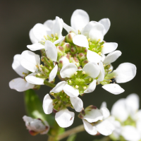 cochlearia_anglica2md (Cochlearia anglica)