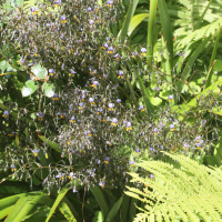 dianella_tasmanica3md (Dianella tasmanica)