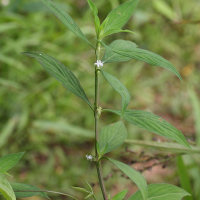 diodia_ocymifolia5md (Diodia ocymifolia)