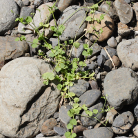 drymaria_cordata1md (Drymaria cordata)